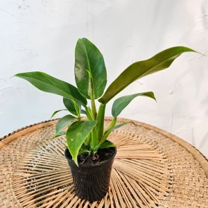 HP-PHILODENDRON WENDLENDII