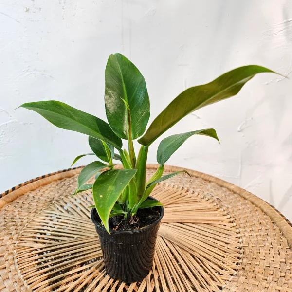HP-PHILODENDRON WENDLENDII