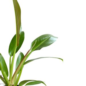 PHP-PHILODENDRON WENDLENDII