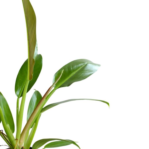 HP-PHILODENDRON WENDLENDII - Image 3