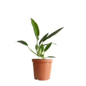 PHP-PHILODENDRON WENDLENDII