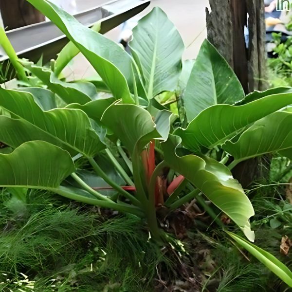 HP-PHILODENDRON WENDLENDII - Image 5