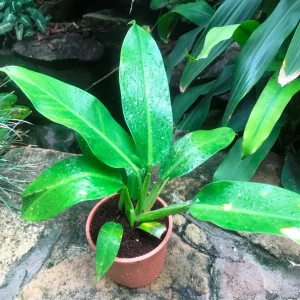 HP-PHILODENDRON WENDLENDII