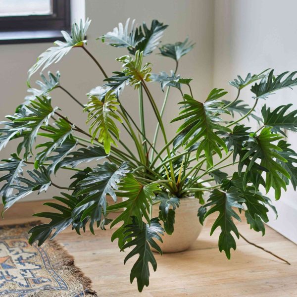 HP-PHILODENDRON XANADU - Image 4