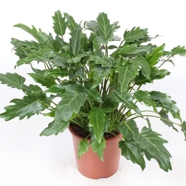 HP-PHILODENDRON XANADU - Image 3