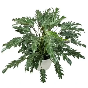 PHP-PHILODENDRON XANADU
