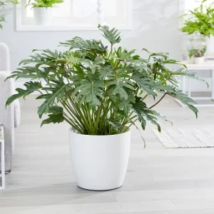 PHP-PHILODENDRON XANADU