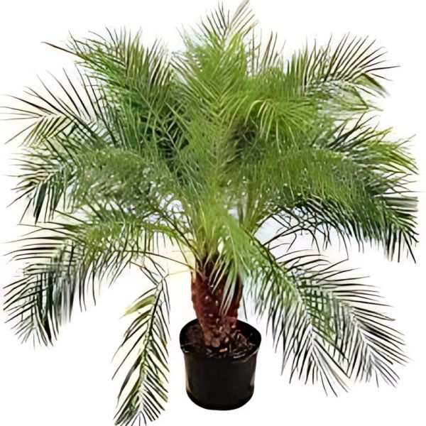 PHOENIX ROEBELENII - Image 4