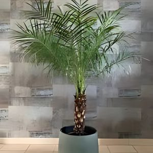 PHOENIX ROEBELENII