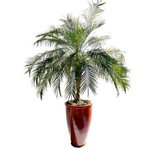 PHOENIX ROEBELENII