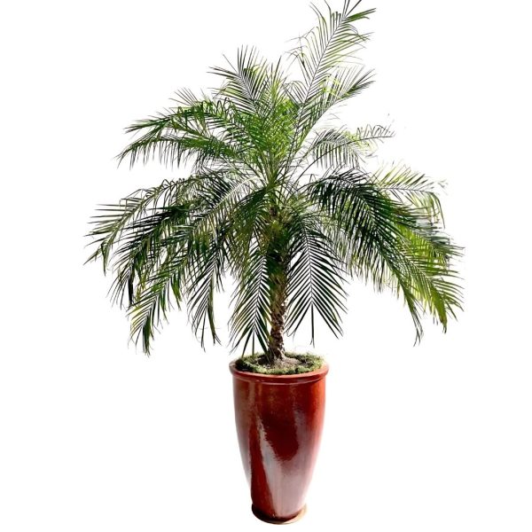 PHOENIX ROEBELENII - Image 2