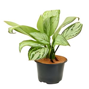 PHP-AGLAONEMA COM ELEGANS