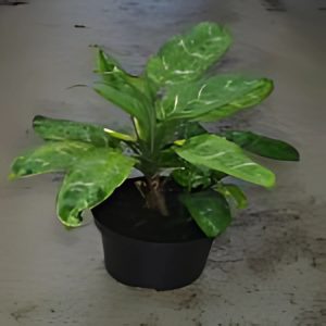 PHP-AGLAONEMA COM MACULATUM