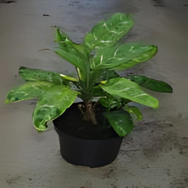PHP-AGLAONEMA COM MACULATUM