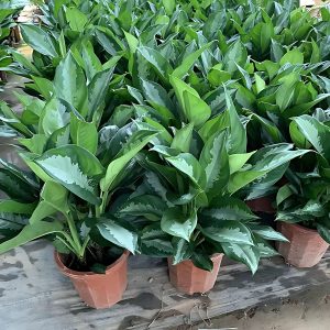 PHP-AGLAONEMA CRISPUM MLG