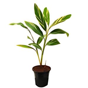 PHP-ALPINIA ZUR. VARIEGATA