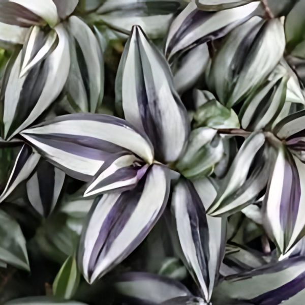 PHP-TRADESCANTIA SPECIES - Image 3