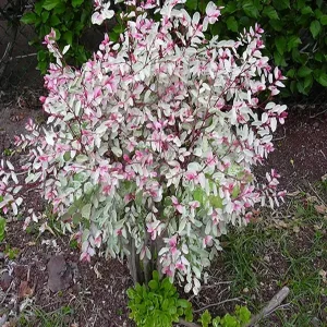 PHYLLANTHUS NIVOSUS COMPACTA