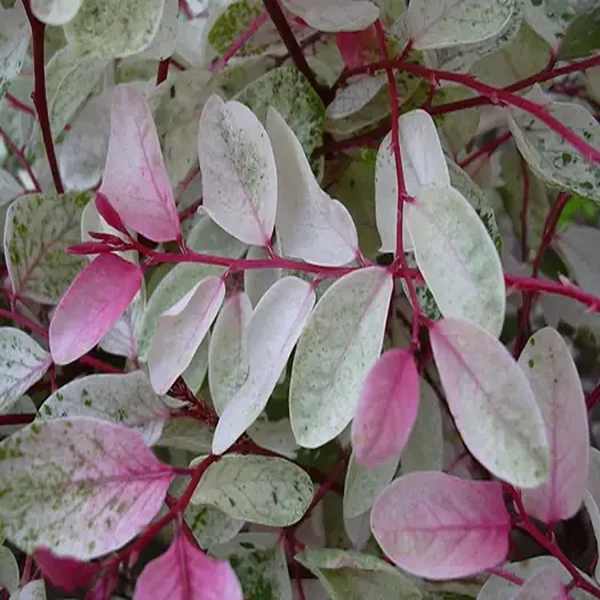 PHYLLANTHUS NIVOSUS COMPACTA - Image 4