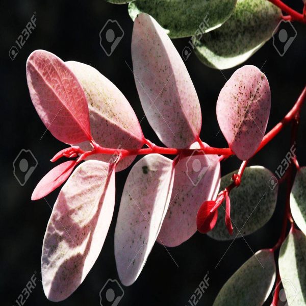PHYLLANTHUS NIVOSUS COMPACTA - Image 3