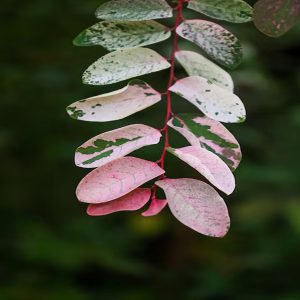 PHYLLANTHUS NIVOSUS COMPACTA