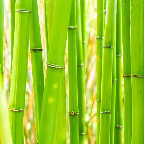 PHYLLOSTACHYS BAMBUSOIDES - Image 4