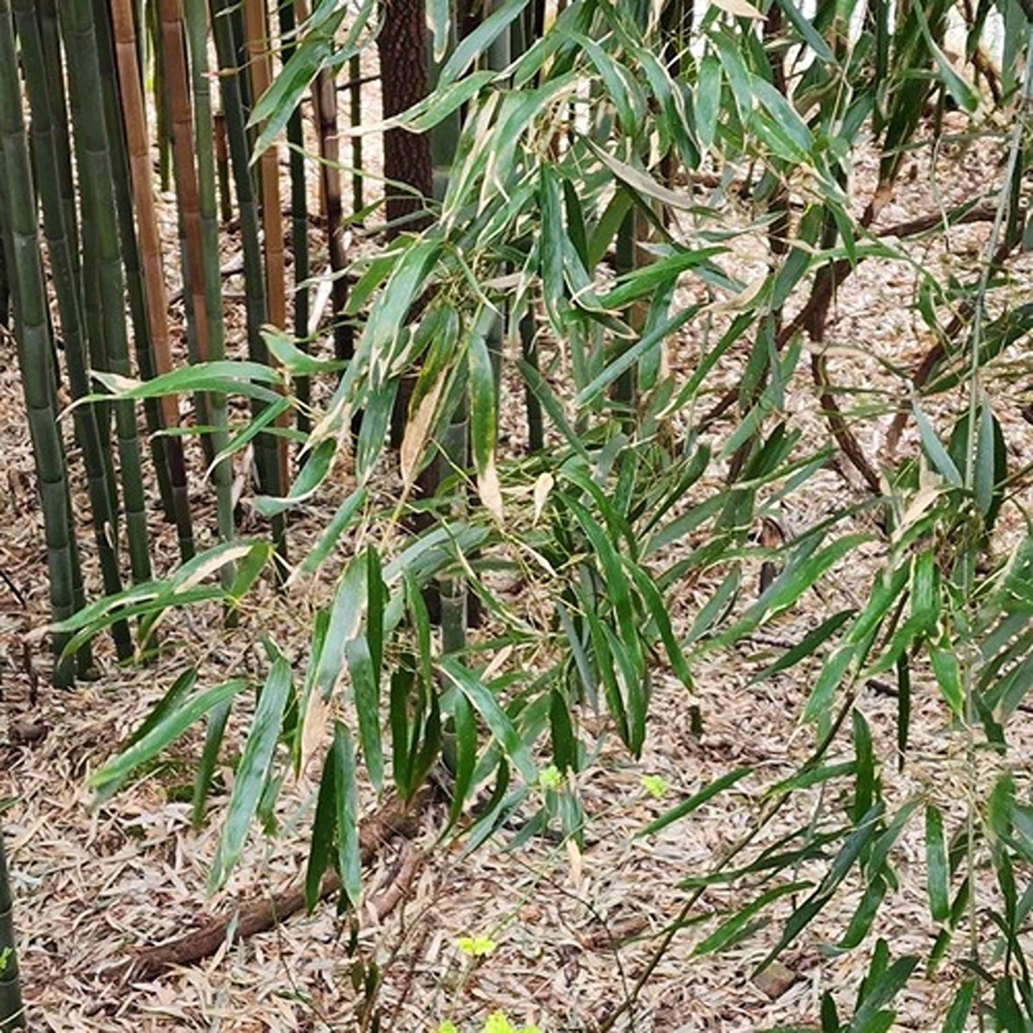 PHYLLOSTACHYS BAMBUSOIDES - Image 7