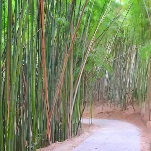 PHYLLOSTACHYS BAMBUSOIDES