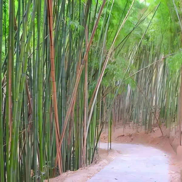 PHYLLOSTACHYS BAMBUSOIDES - Image 2