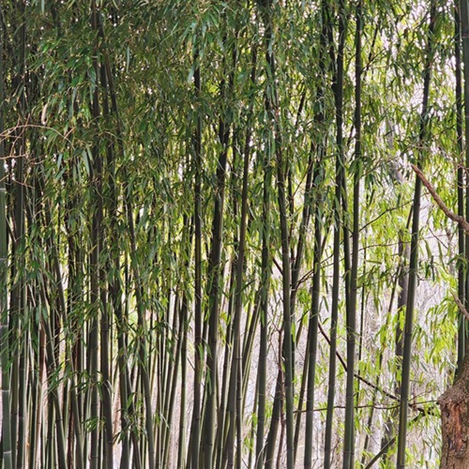 PHYLLOSTACHYS BAMBUSOIDES - Image 5