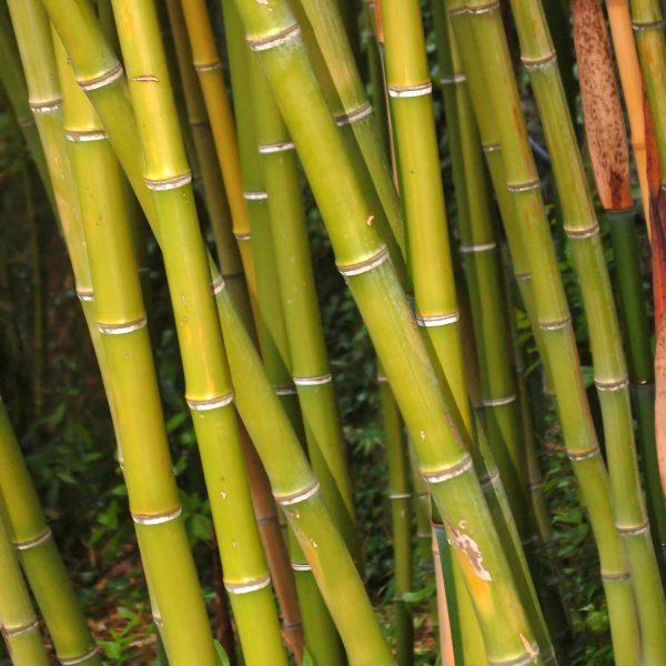 PHYLLOSTACHYS BAMBUSOIDES - Image 3