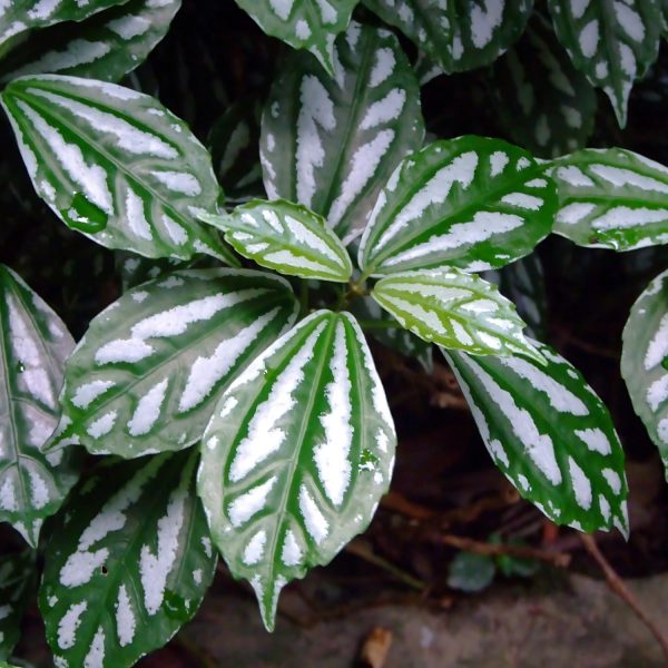 PHP-PILEA CADIEREI - Image 3
