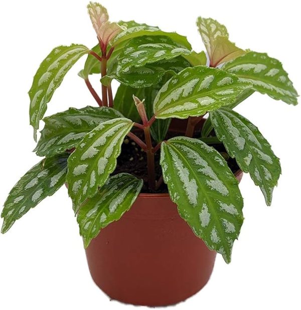 HP-PILEA CADIEREI