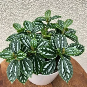 PHP-PILEA CADIEREI