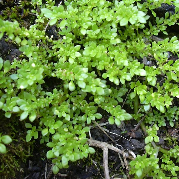PHP-PILEA MICROPHYLLA - Image 4