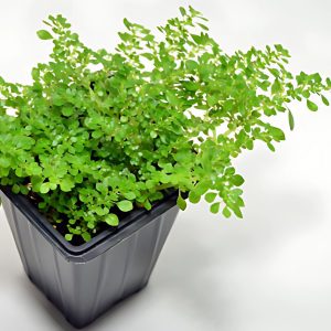 PHP-PILEA MICROPHYLLA