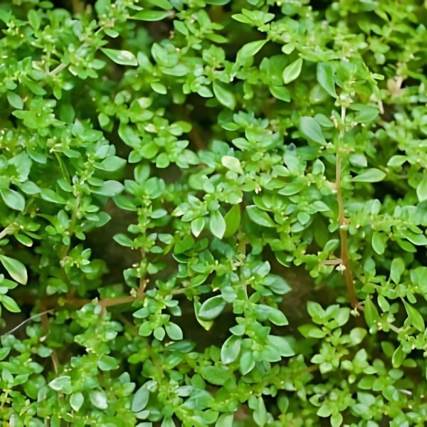 PHP-PILEA MICROPHYLLA - Image 5