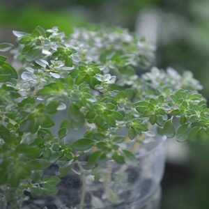 PHP-PILEA MICROPHYLLA