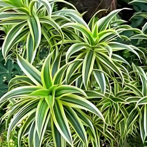 PHP-PLEOMELE R. VARIEGATA