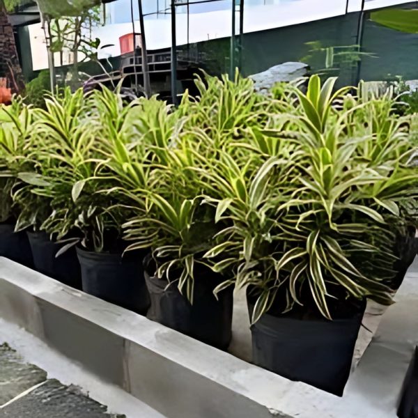 PHP-PLEOMELE R. VARIEGATA - Image 4