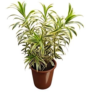 PHP-PLEOMELE R. VARIEGATA