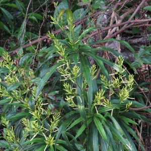 PHP-PLEOMELE R. ANGUSTIFOLIA