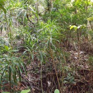 PHP-PLEOMELE R. ANGUSTIFOLIA