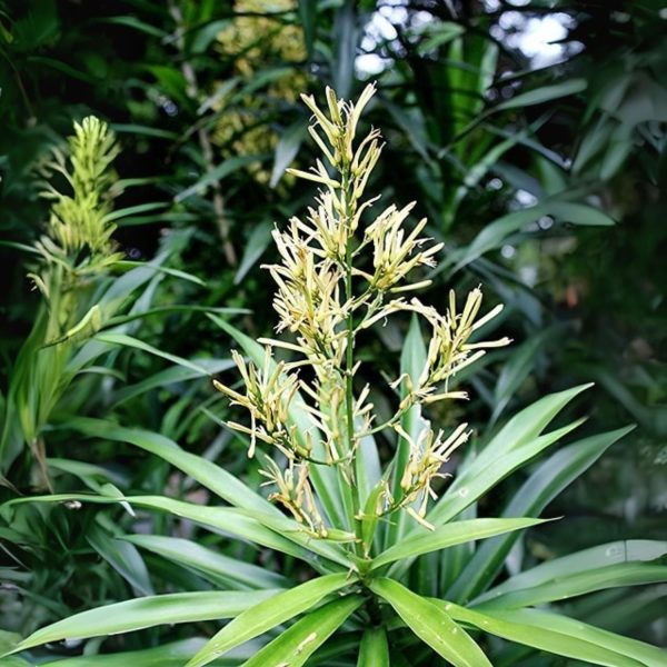 PHP-PLEOMELE R. ANGUSTIFOLIA - Image 3