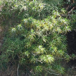 HP-PLEOMELE R. GRACILIS