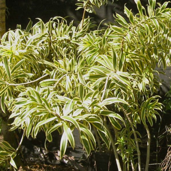 HP-PLEOMELE R. GRACILIS - Image 3