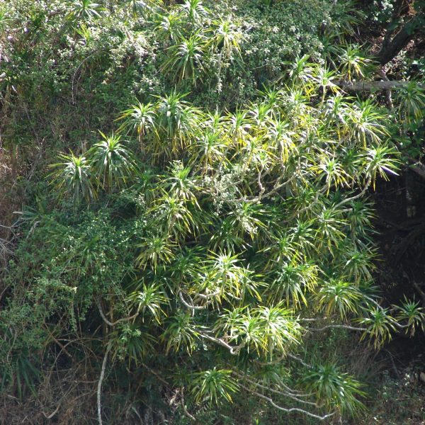 HP-PLEOMELE REFLEXA - Image 4