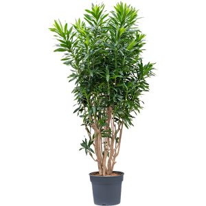 PHP-PLEOMELE REFLEXA