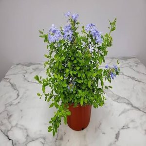 PLUMBAGO AURICULATA
