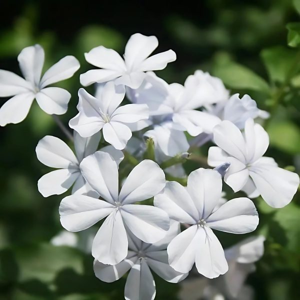 PLUMBAGO AURICULATA ALBA - Image 2